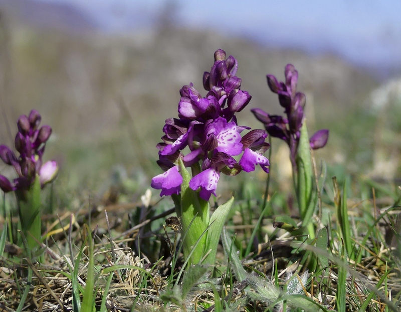 Marsica 2022, Monte Girifalco e Monte Arunzo  Le orchidee e la storia.